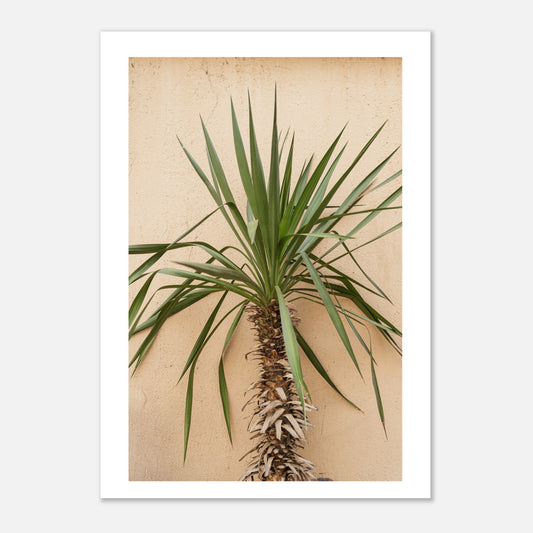 Terracotta Palm